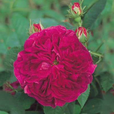 Rose Charles De Mills Gallica