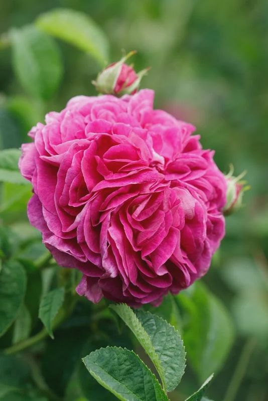 Rose Charles De Mills Gallica