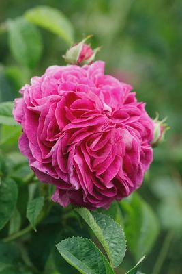 Rose Charles De Mills Gallica
