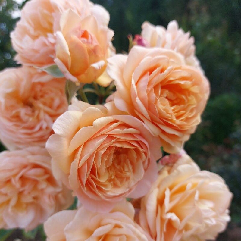 Rose Charles Austin