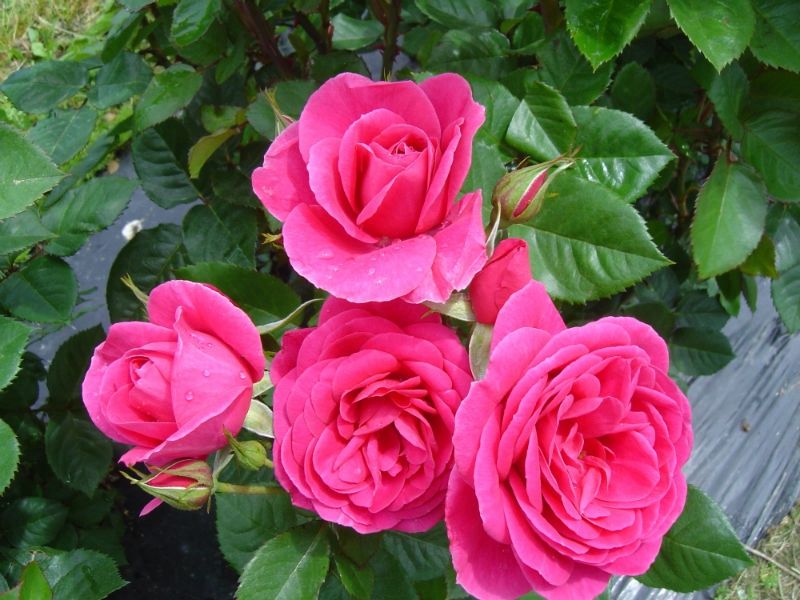 Rose Scent By An Angel