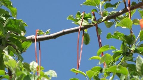 Isomate CM Flex Codling Moth Control (Loop)