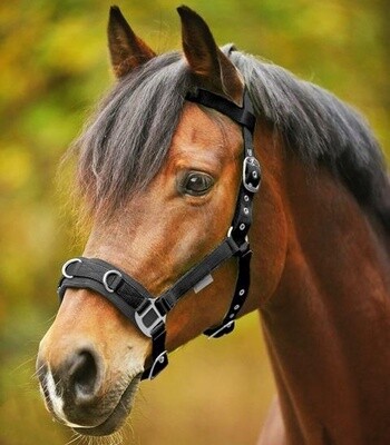 Lunging cavesson Light weight Black Cob
