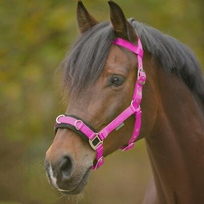 Lunging Cavesson Light Weight Pink Cob