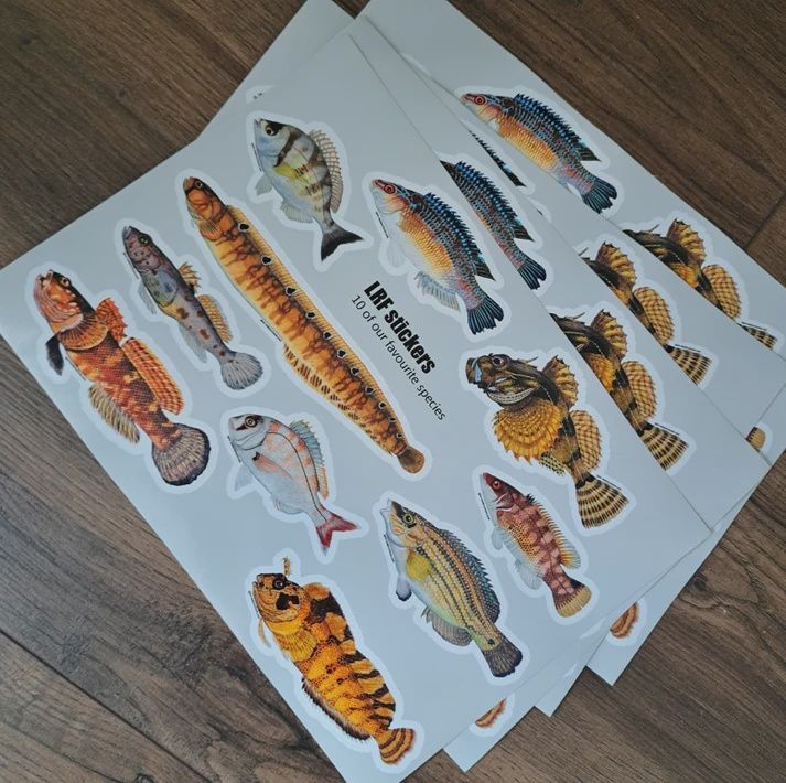 Sjors Waterschoot - Fish illustrations  LRF Stickerset