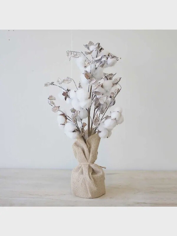Cotton Tree