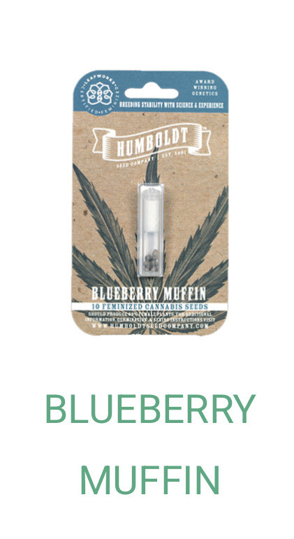 Blueberry Muffin- Humboldt Seeds