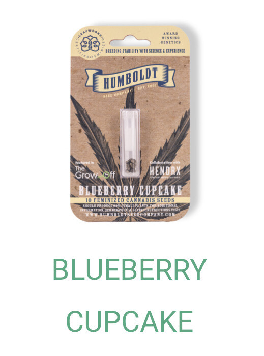 Blueberry Cupcake- Humboldt Seeds
