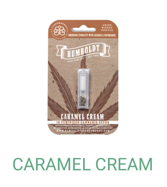Caramel Cream- Humboldt Seeds