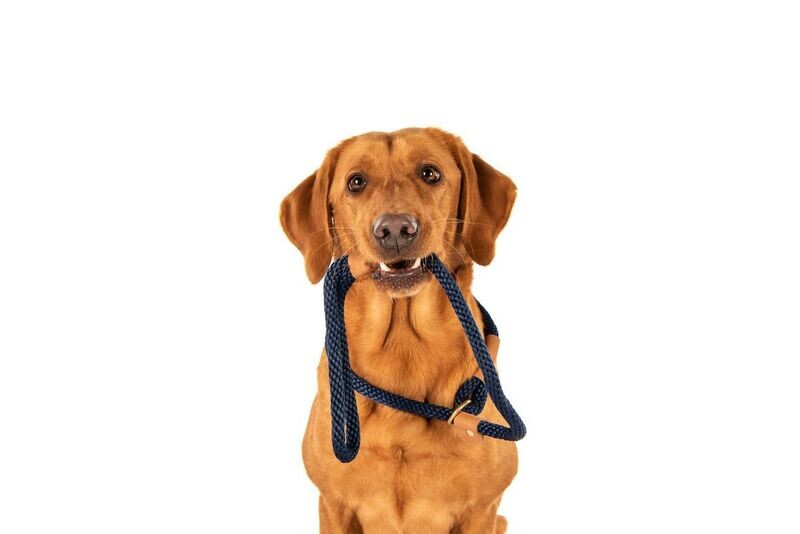 Ruff & Tumble Slip Lead