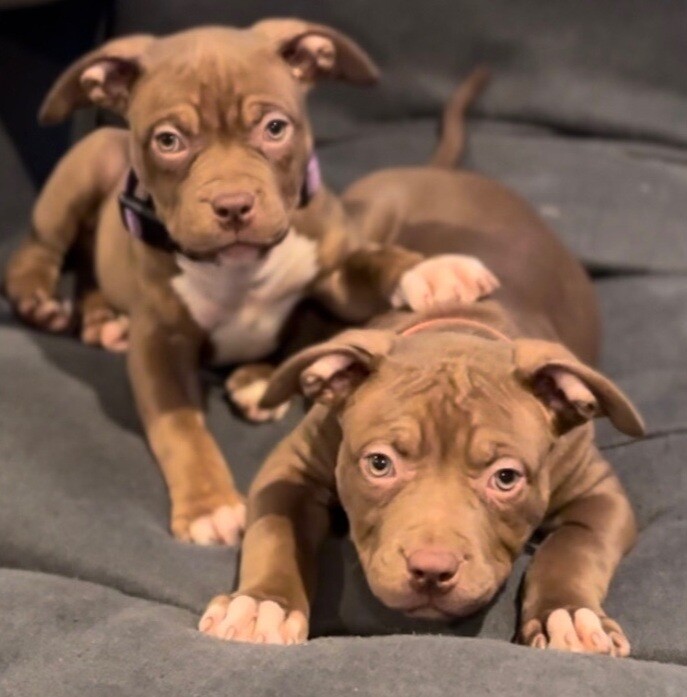 Sadie (purple collar) - Female American Bully Pup (Pet Home Only)