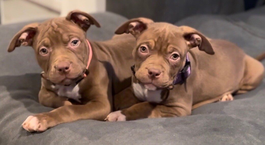 Brownie (red collar) - Female American Bully Pup (Pet Home Only)