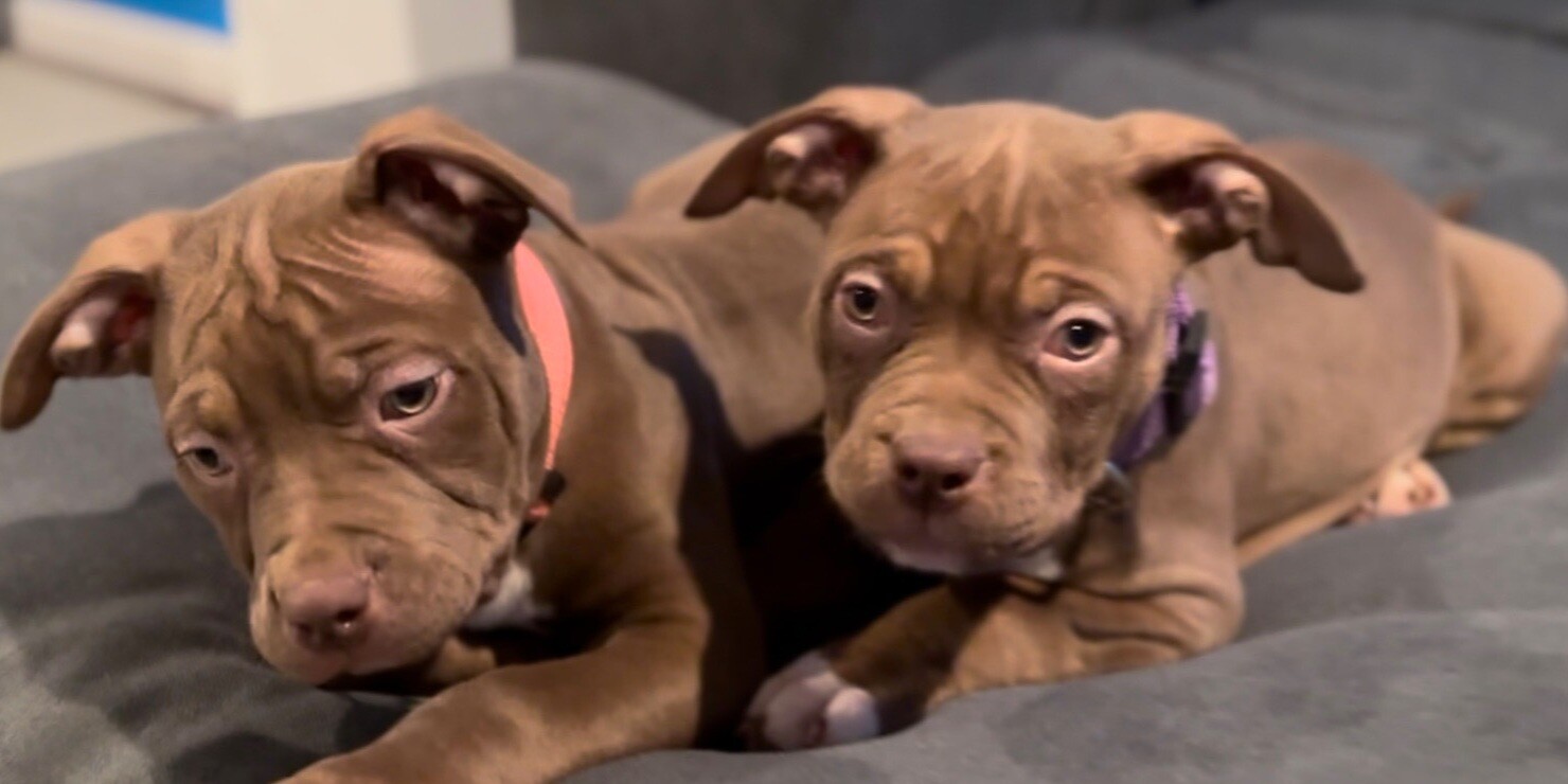 Brownie (red collar) - Female American Bully Pup (Pet Home Only)