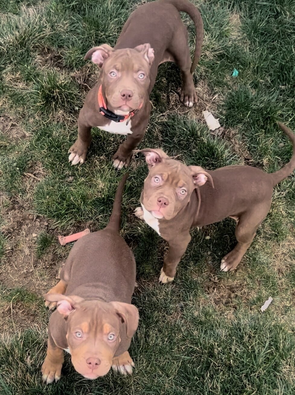 Sadie (purple collar) - Female American Bully Pup (Pet Home Only)