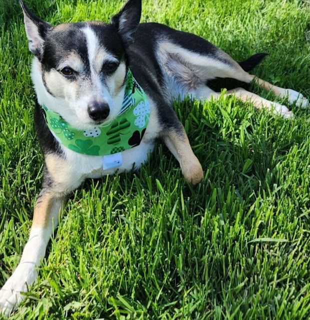 Reversible Animal Bandana: Gnomes &amp; Shamrocks