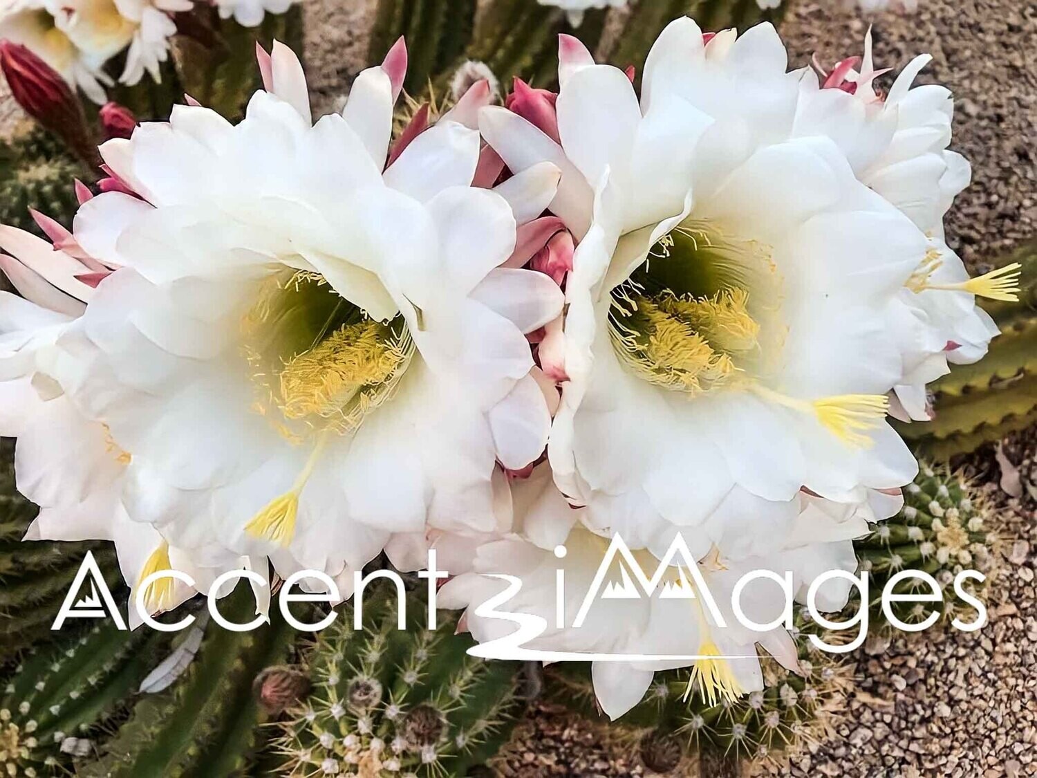 101.Arizona Cactus