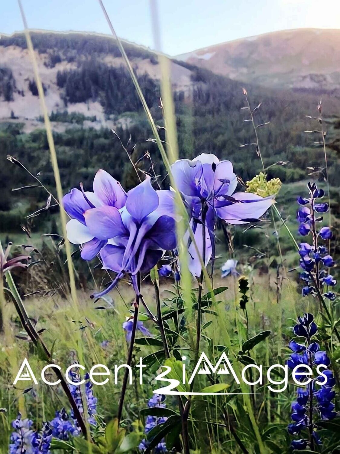 109.Columbine on Battle Mountain -WY