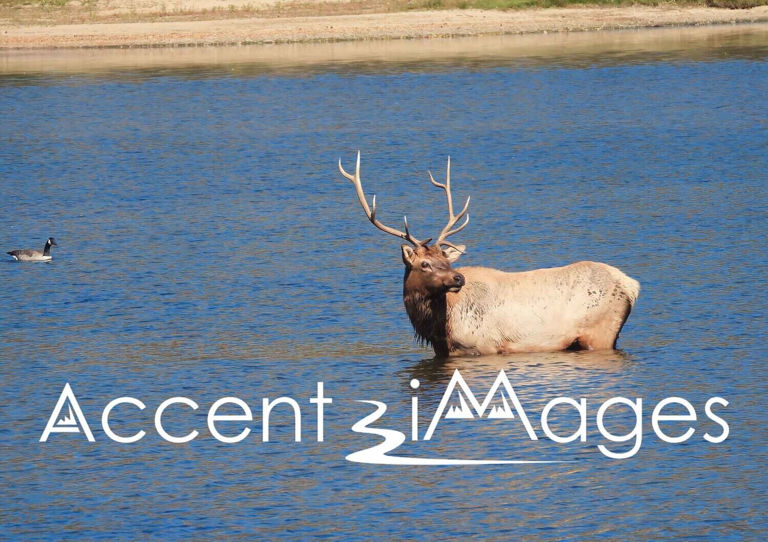 120.Elk at Estes Lake -Estes CO