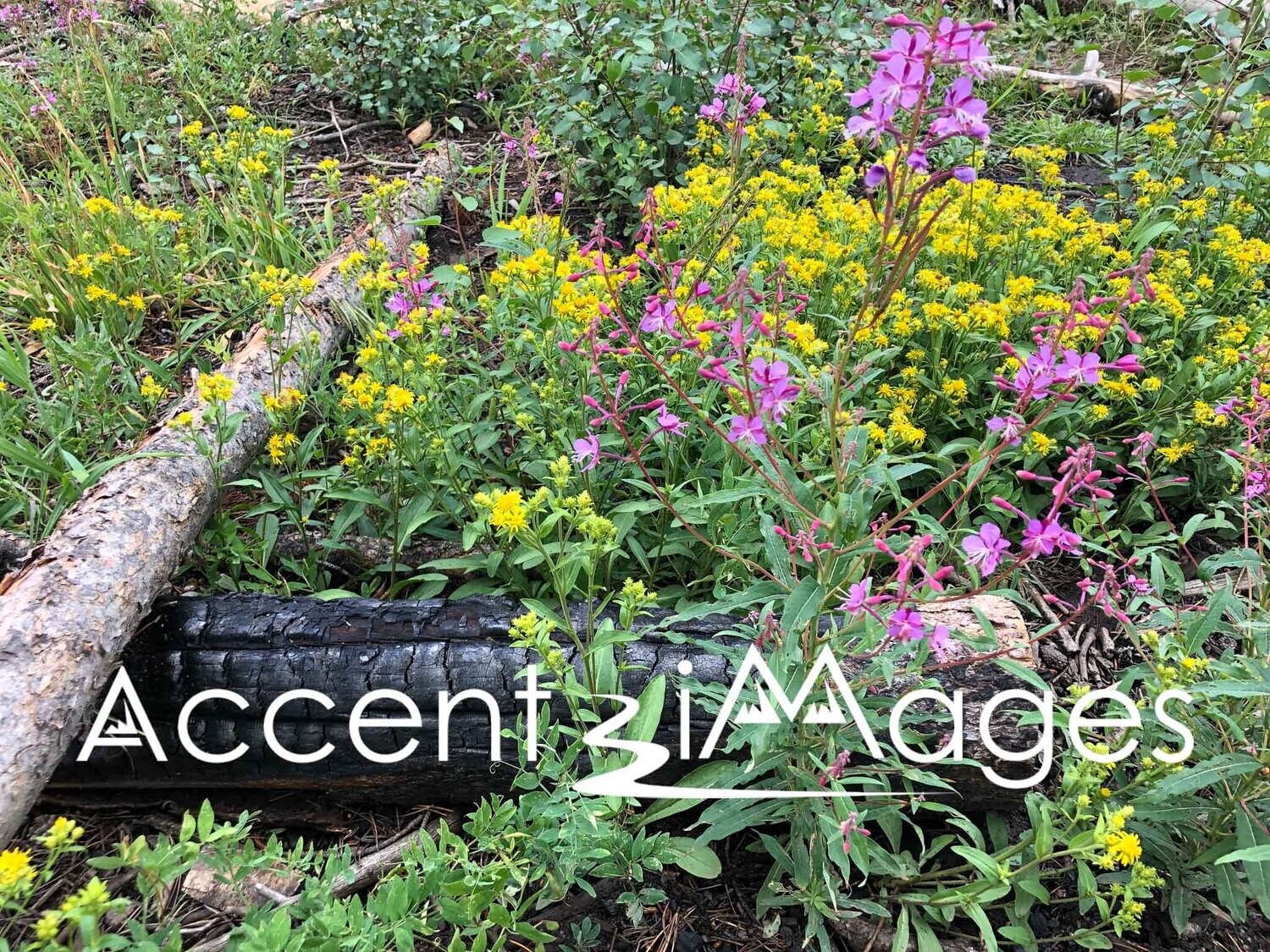 126.Wildflowers in Frisco CO