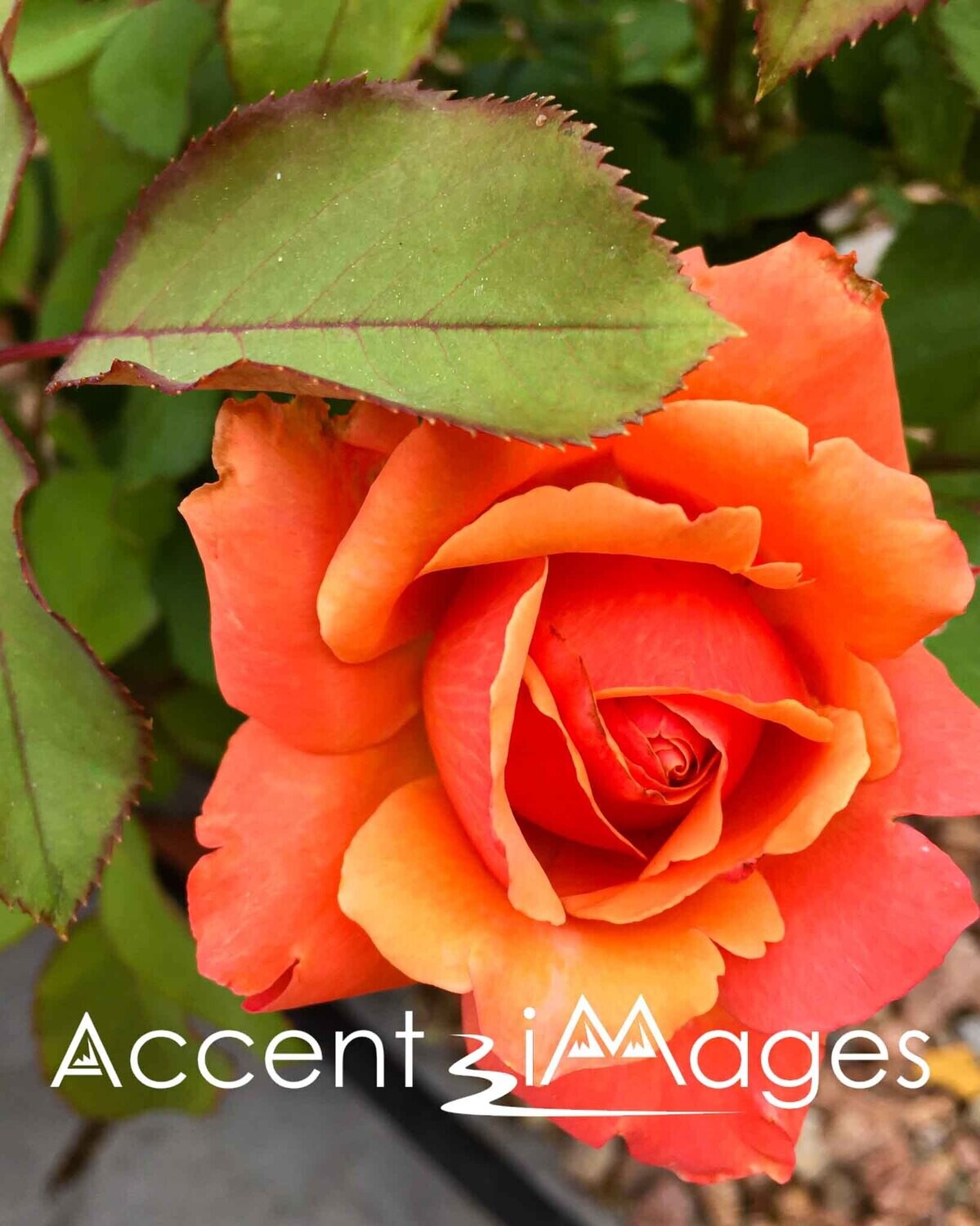 131.New Bloom of the Apricot Rose