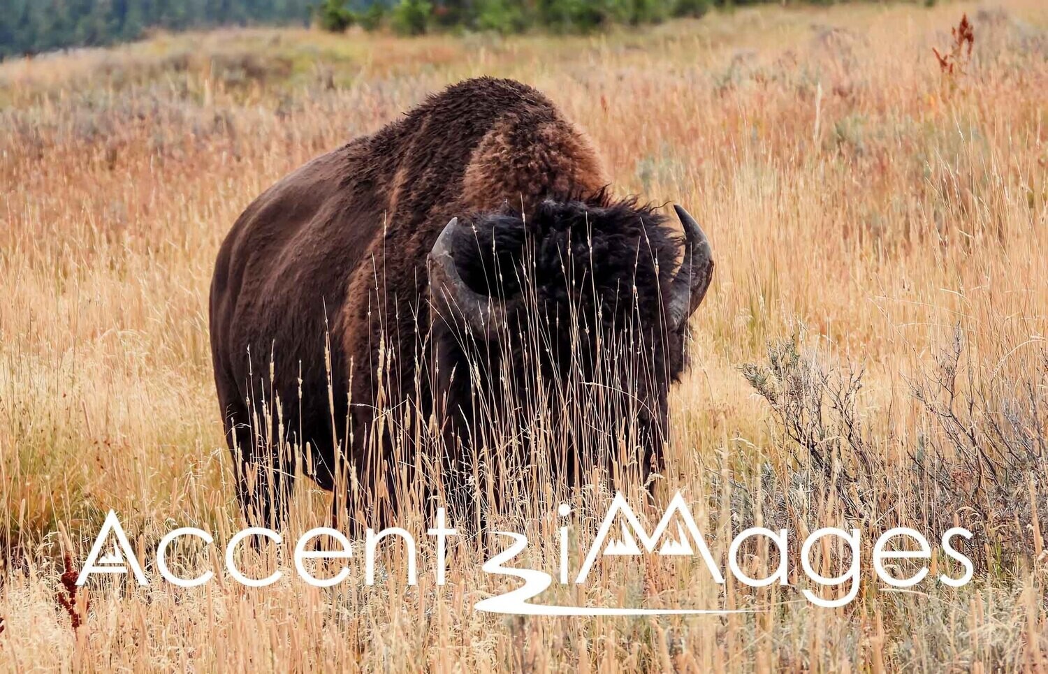 132.Hayden Valley Buffalo -Yellowstone