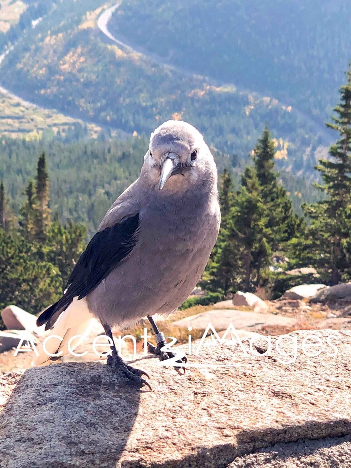 152.Clark's Nutcracker -Rocky Mountain National Park