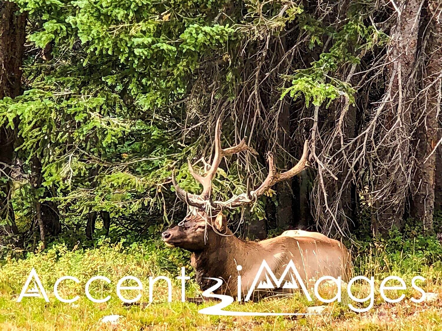 154.Elk on Fall River Rd -Rocky Mountain Natl Park