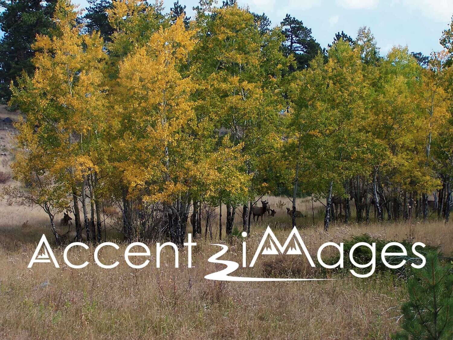 160.Horseshoe Park -Rocky Mountain Natl Park