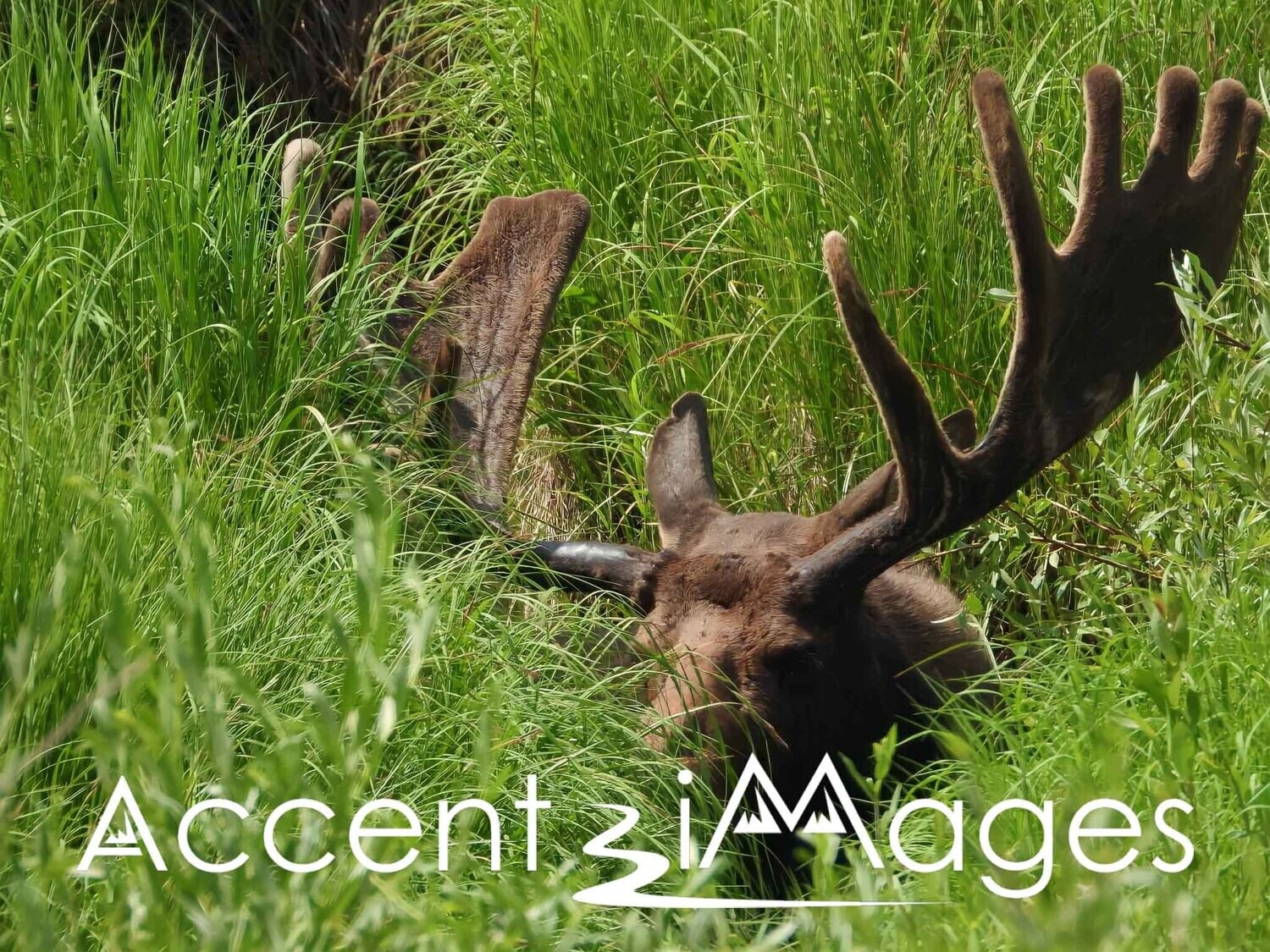 163.Moose Laying in the Grass-Rocky Mountain Natl Park