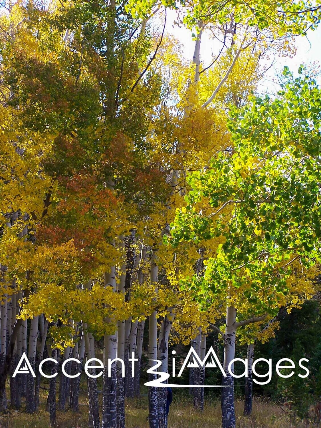 164.Horseshoe Park -Rocky Mountain Natl Park