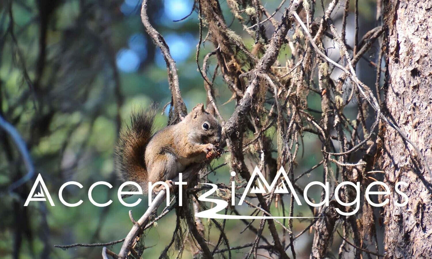 168.Squirrel -Summit County Colorado