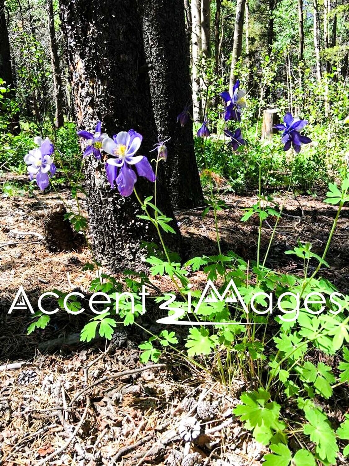 171.Columbines on Snowy Range -Wyoming