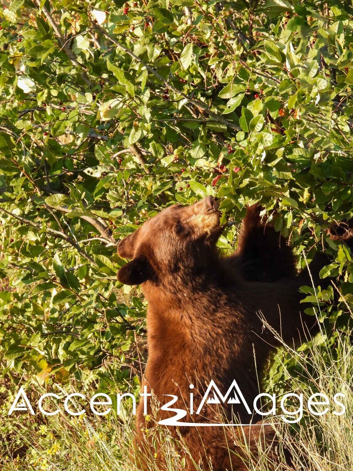 173.Cinnamon Black Bear -Tetons National Park