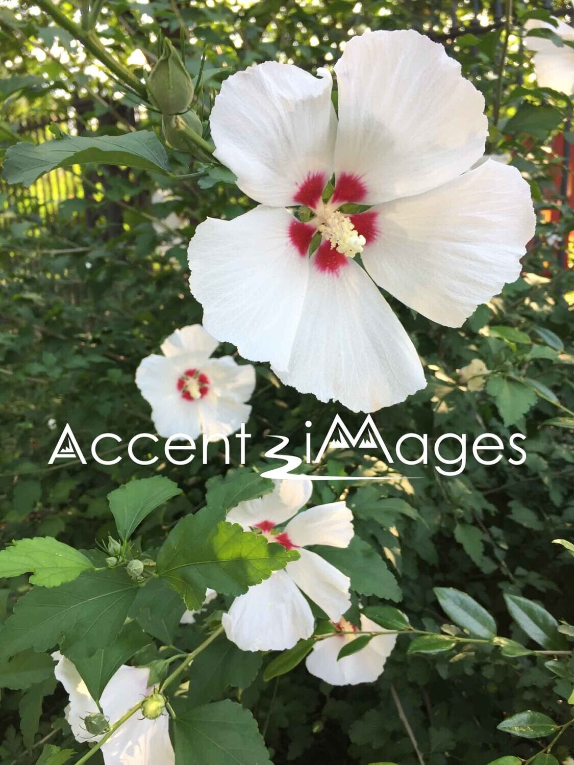 179.Rose of Sharon in Washington DC Gardens