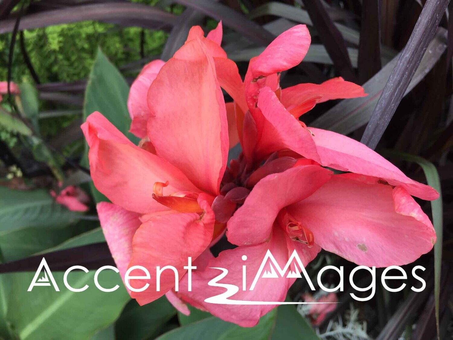 176.Canna Lily in Washington DC Gardens