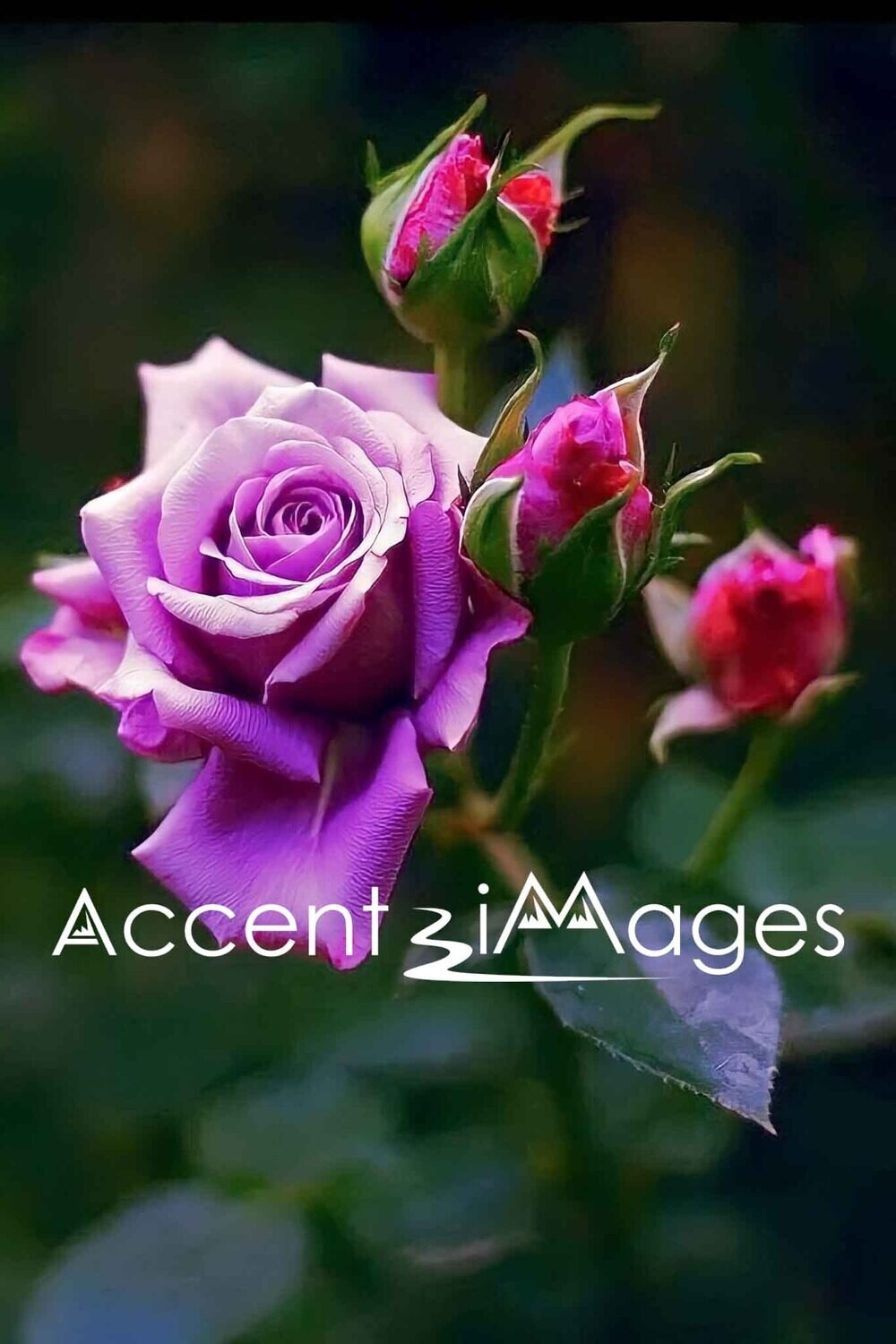 178.Stunning Purple Rose in Washington DC Gardens