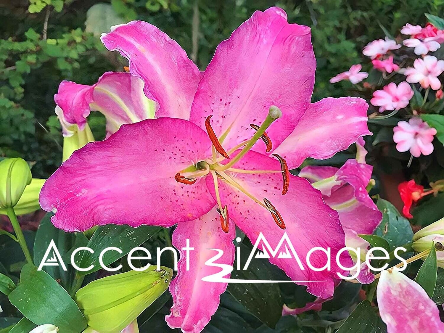 187.Magenta Lily in Washington DC Gardens