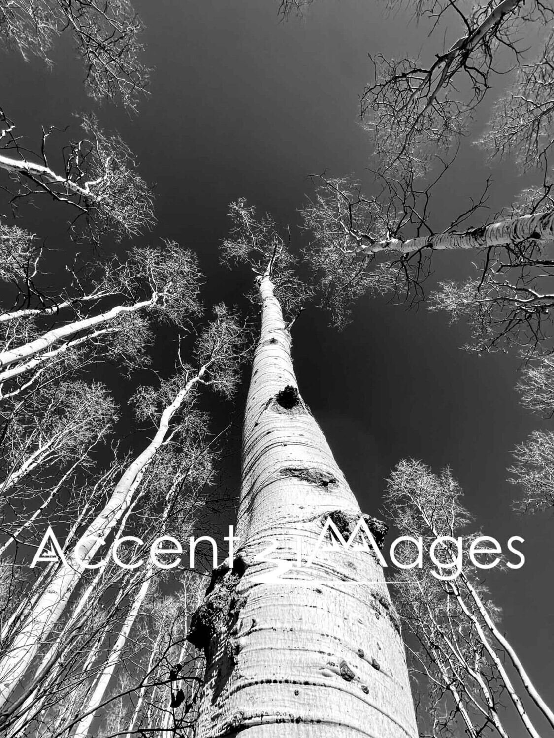 190.Towering Aspens -Bakers Peak CO