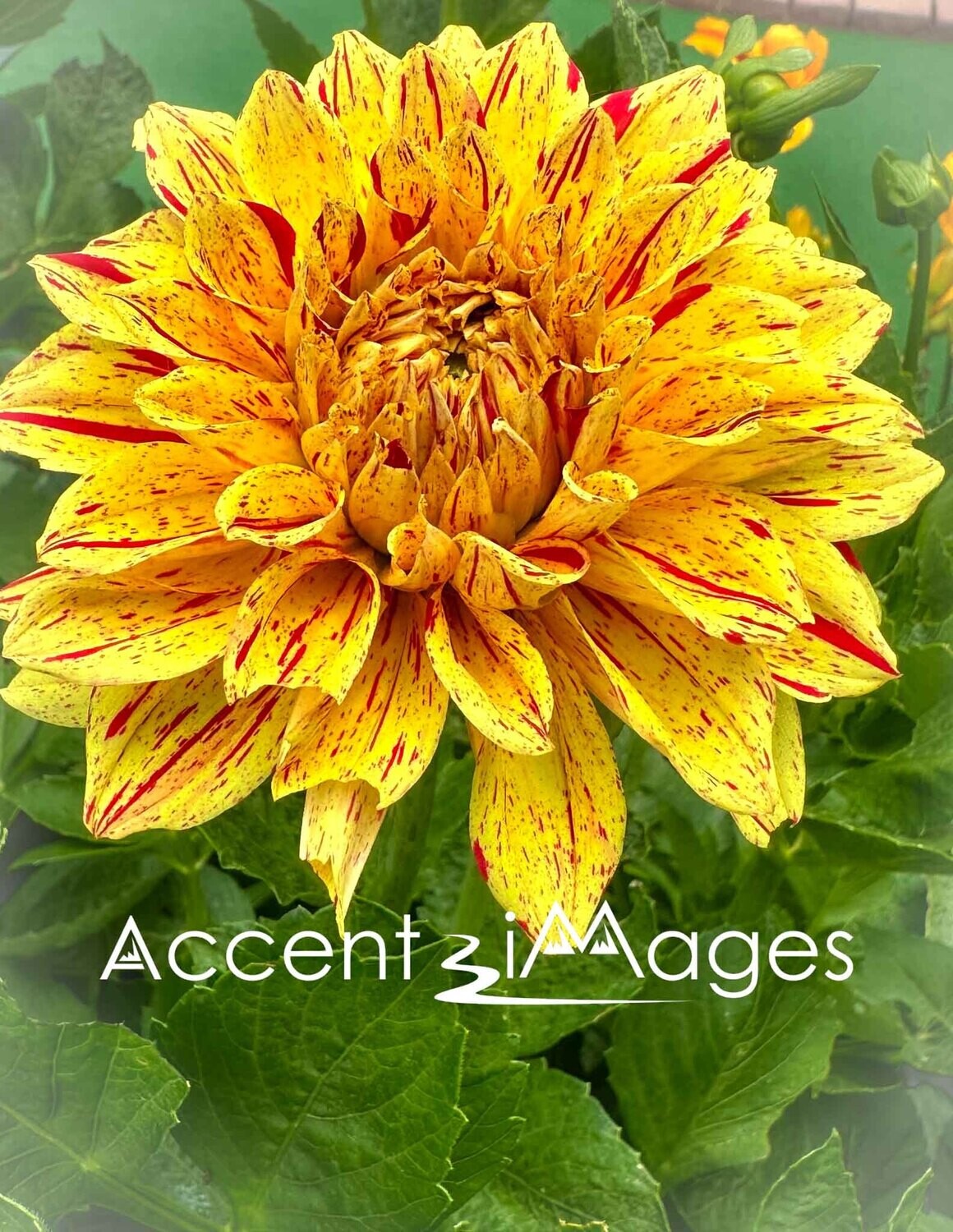 189.Yellow Dahlia -Salida CO