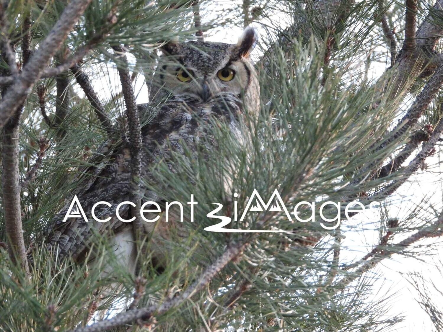 194.Great Horned Owl -Colorado