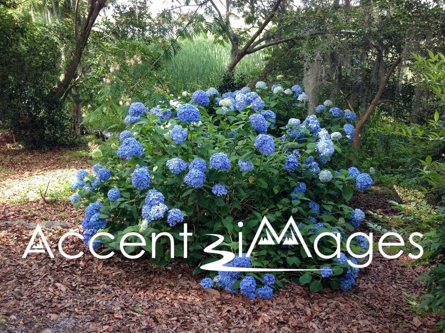 195.South Carolina Hydrangea