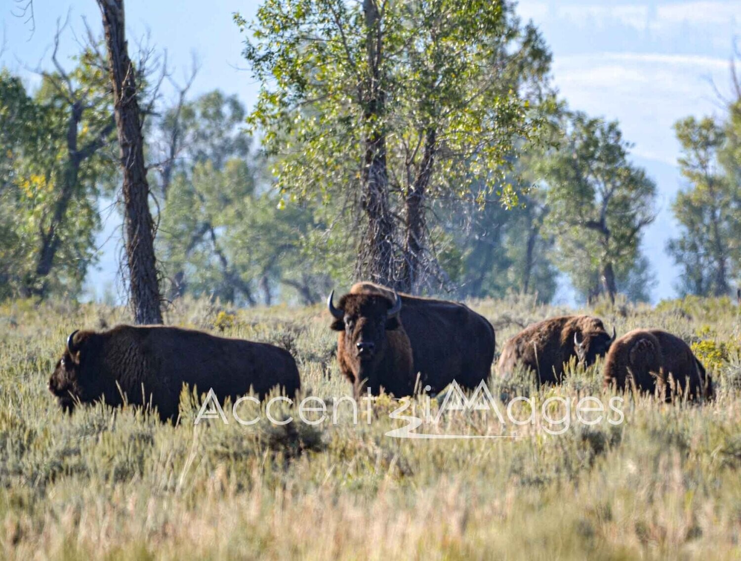 197.Grazing Buffalo at Mormon Row -Teton Natl Park