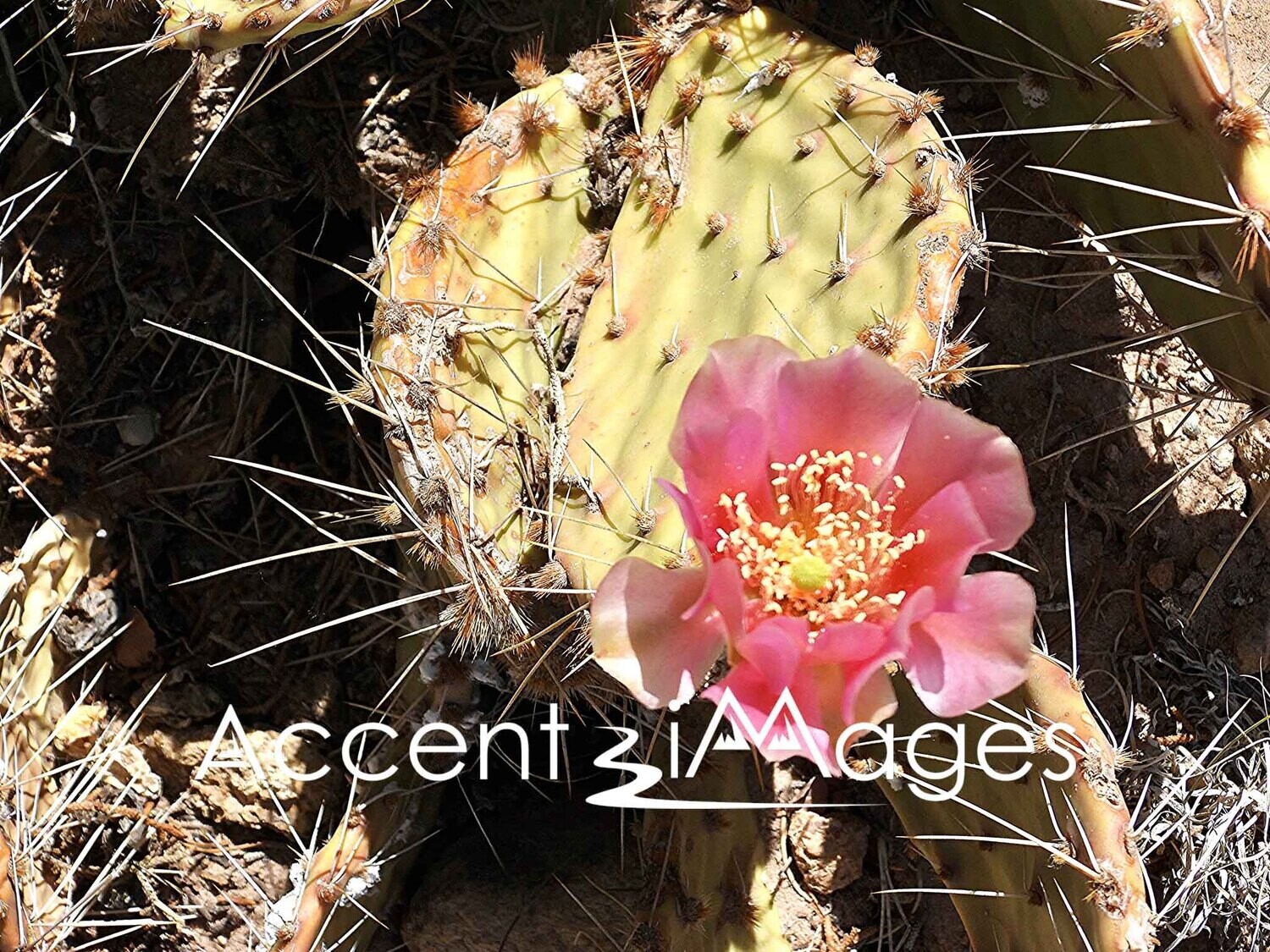 234.Pink Cactus at Escalante Petrified Forest-UT