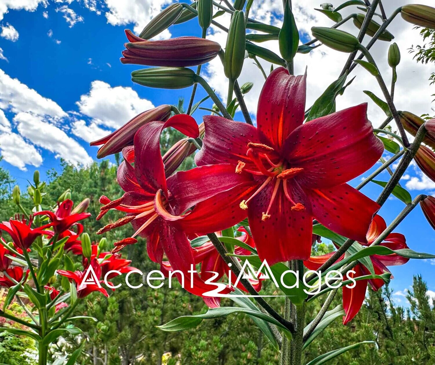 237.Salida CO-Tiger Lily