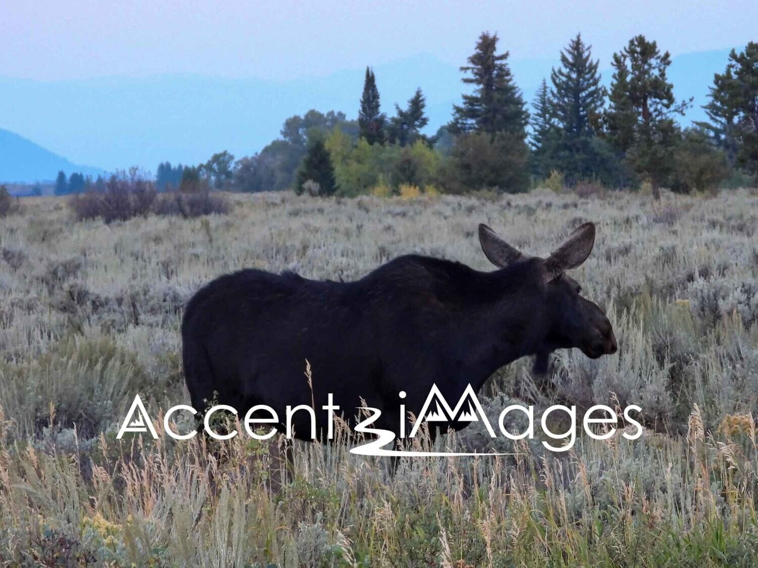 278.Moose at Dornans Rd-Grand Tetons