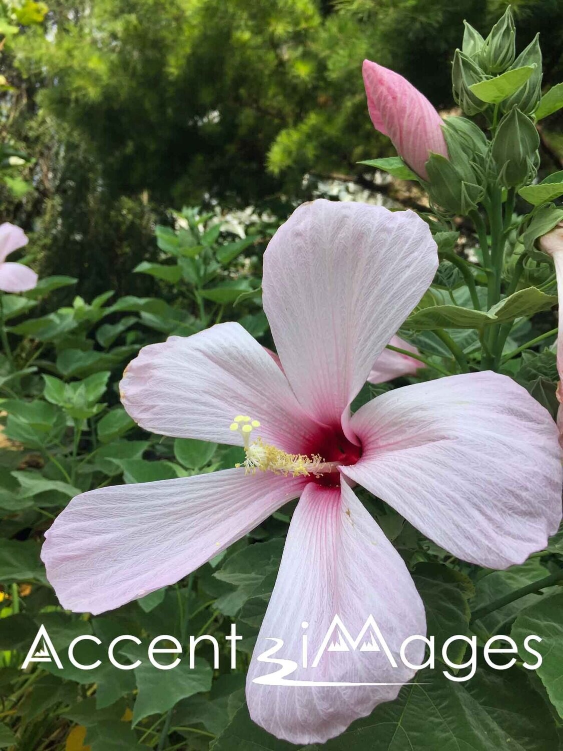 287.Rose of Sharon-Washington DC Gardens