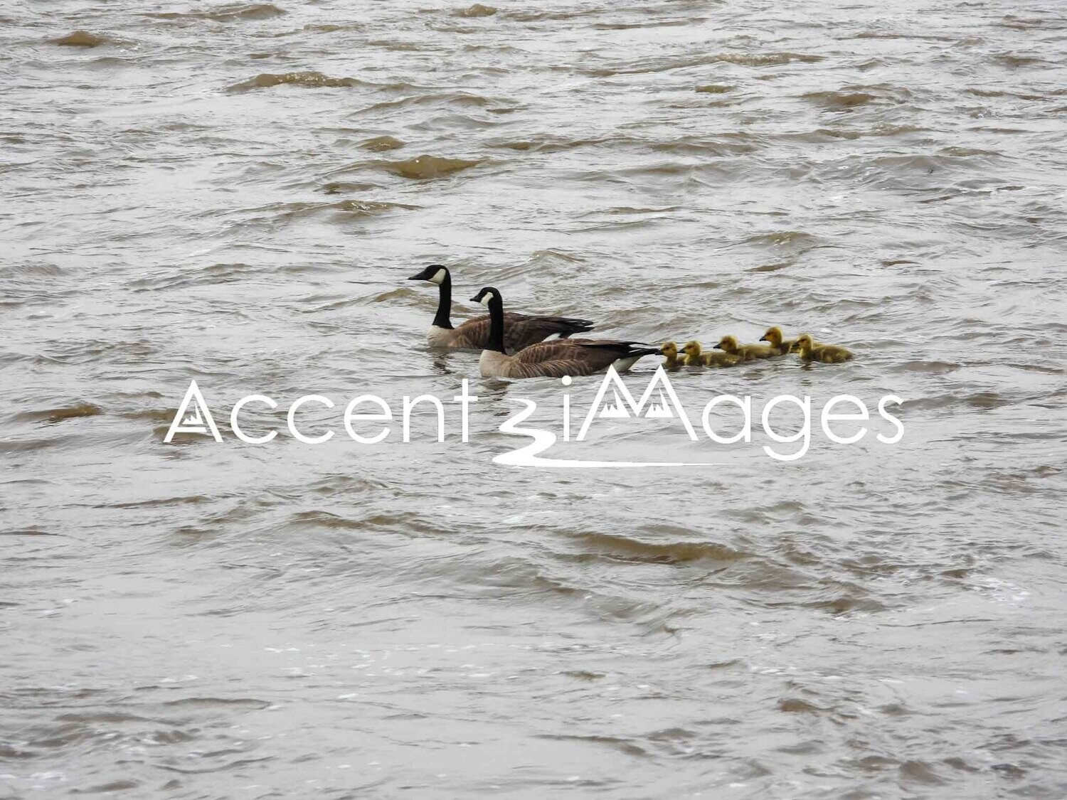 283.Family of Geese on the Arkansas River-CO