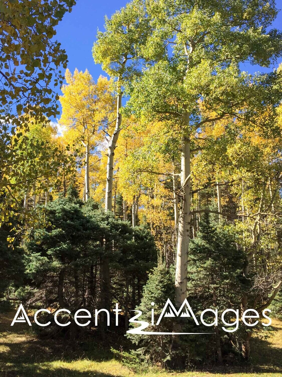 308.Fall at LaVeta Pass CO