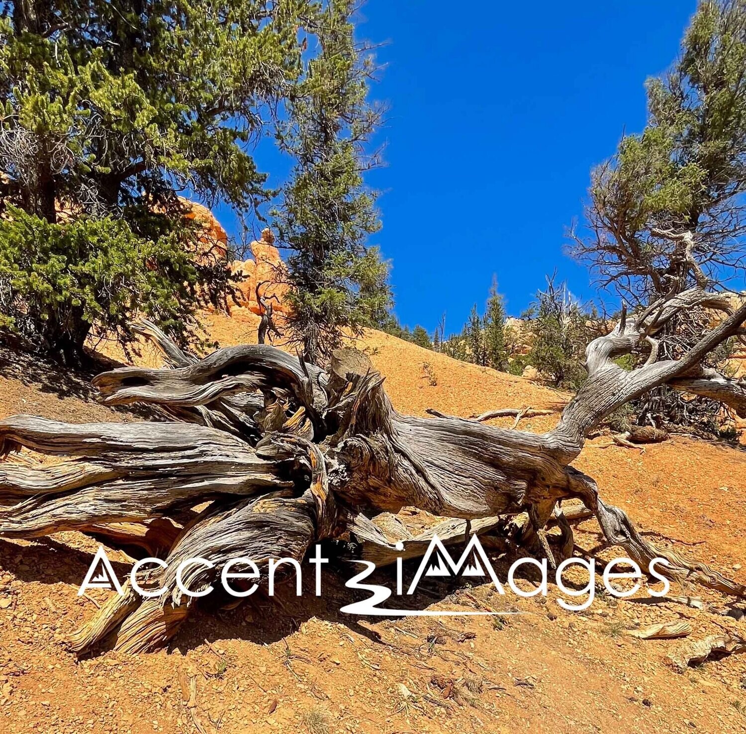 314.Red Canyon at Bryce Natl Park