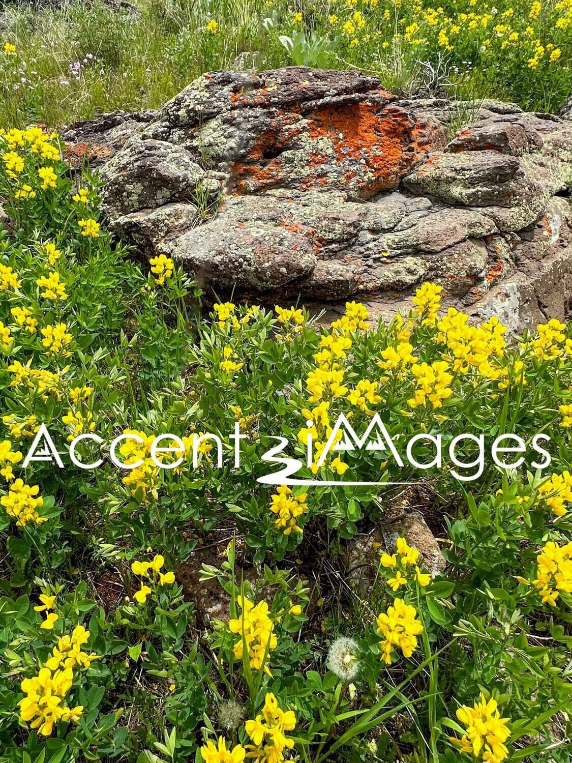 333.Wildflowers in the Spring-Bakers Peak CO